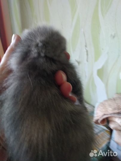 Котята с доставкой