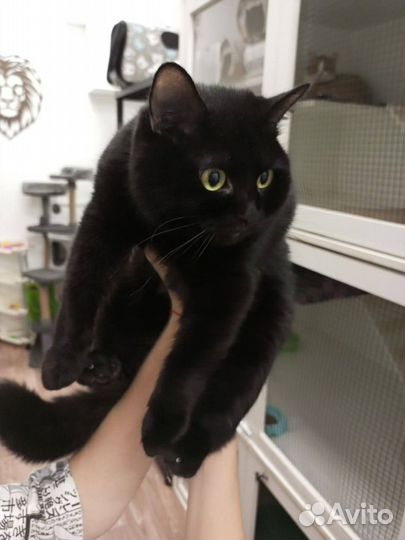 Отель гостиница для животных