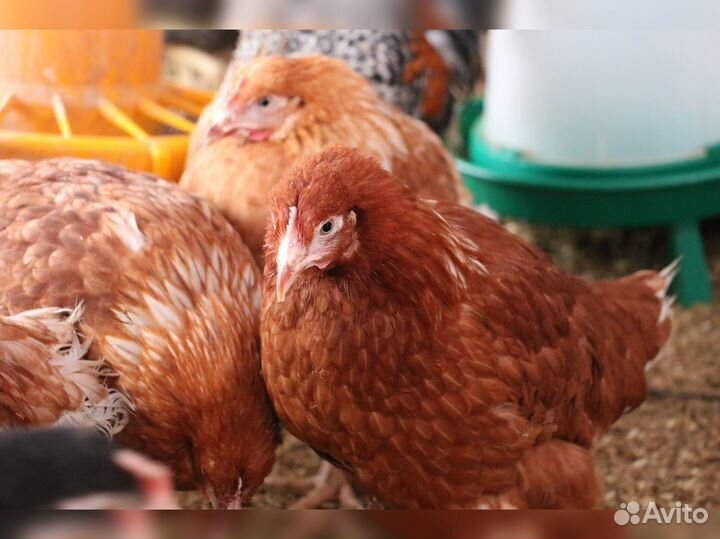Куры несушки