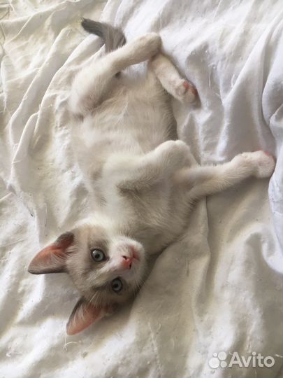 Котята