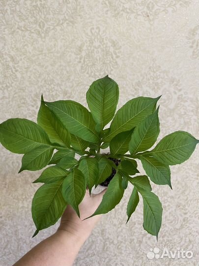 Аморфофаллус