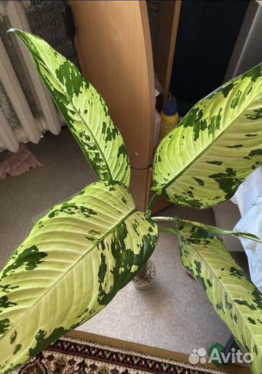 Диффенбахия «Индонезия « (Аврора)