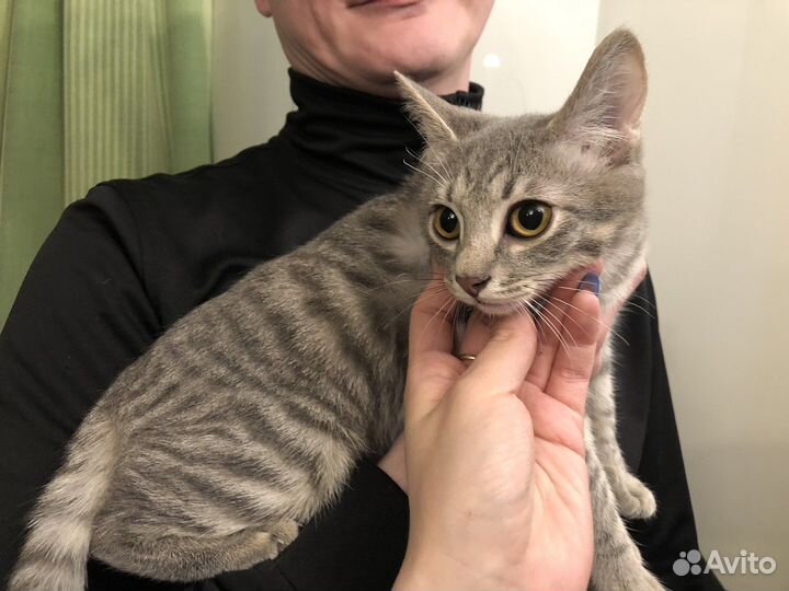 Два мальчика в добрые руки