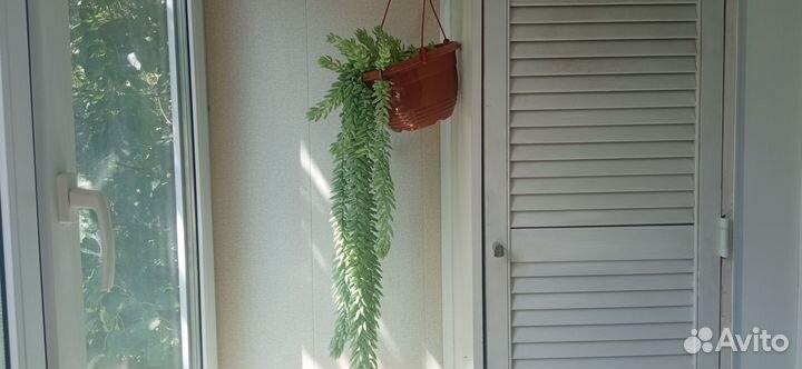 Очиток Моргана 70 см