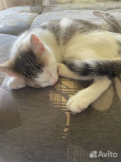 Котенок мальчик