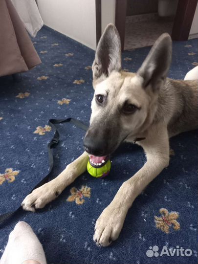 Выгул, зооняня, уход, присмотр