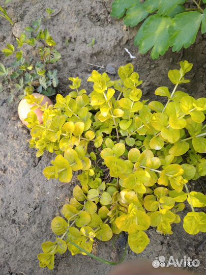 Многолетние цветы из своего сада