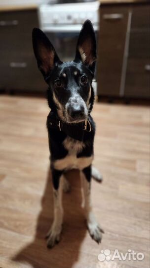 Собака ищет хозяев