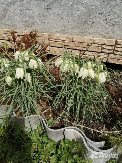 Рябчик белый