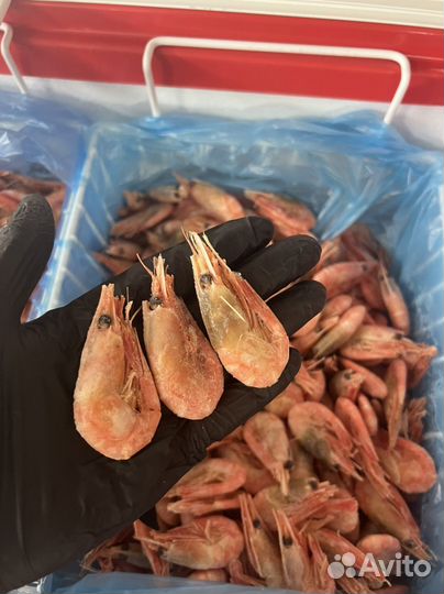 Креветки северные 90/120