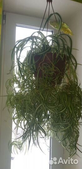 Хлорофитум кудрявый