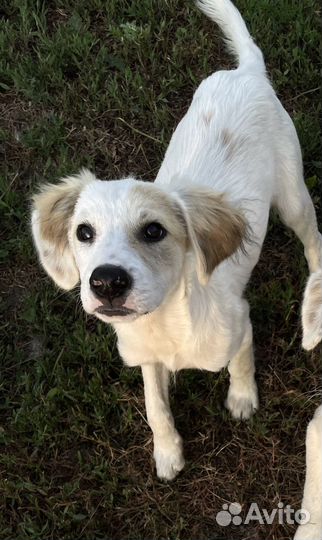 Бублик счастливчик ищет дом (щенок)