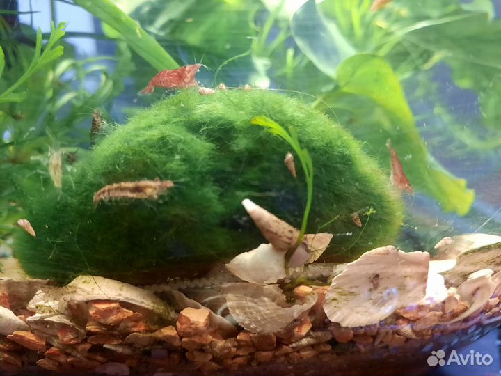 Аквариумные креветки, улитки грунтовые мелании