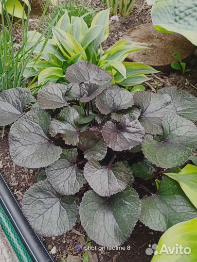 Бузульник Пандора