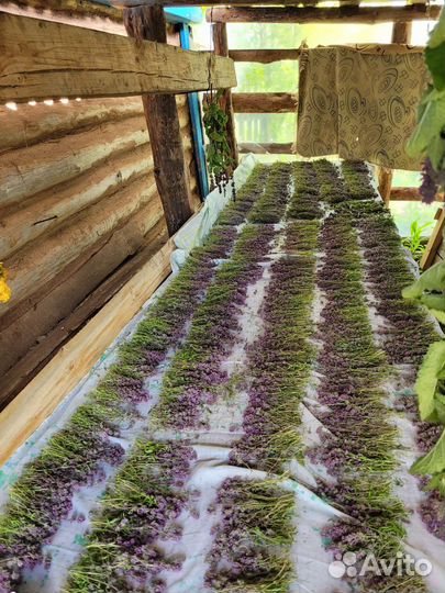 Тимьян, борогодская трава