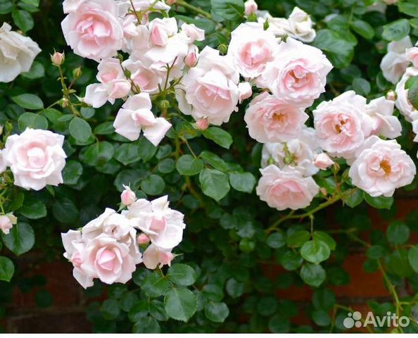 Кустовые розы саженцы