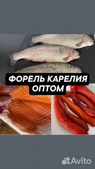 Форель охлажденная оптом