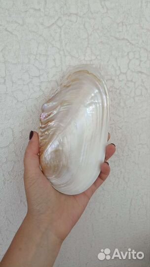 Ракушка морская большая Макабебе