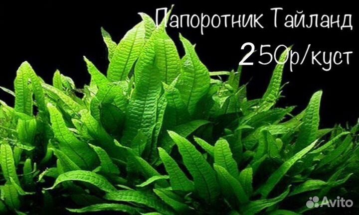 Аквариумные растения