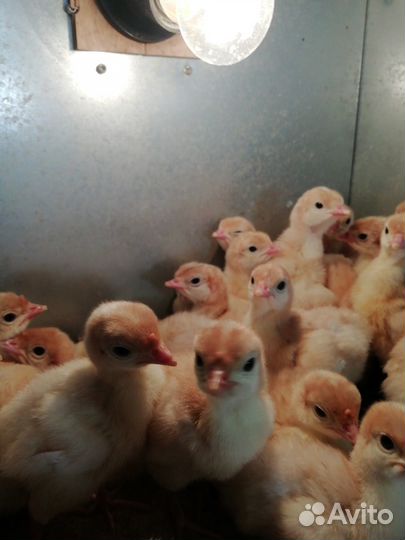 Индюшата биг