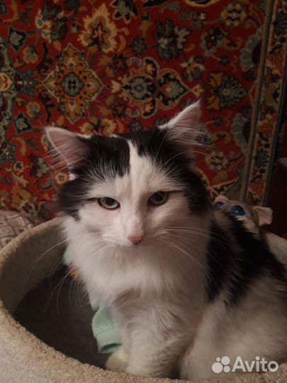 Кот Леопольд (Лео) в добрые руки