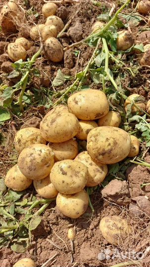 Продам картофель