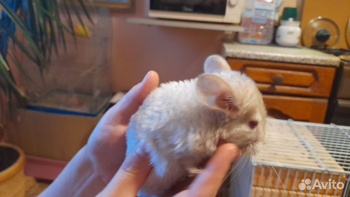 Шиншиллята