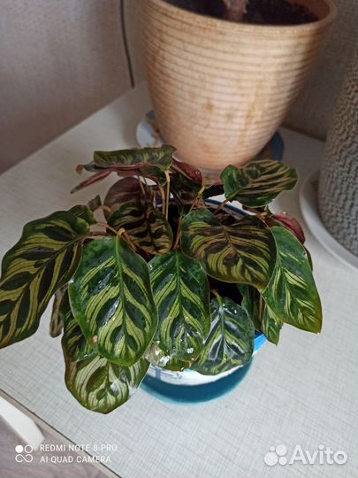 Калатея макоя