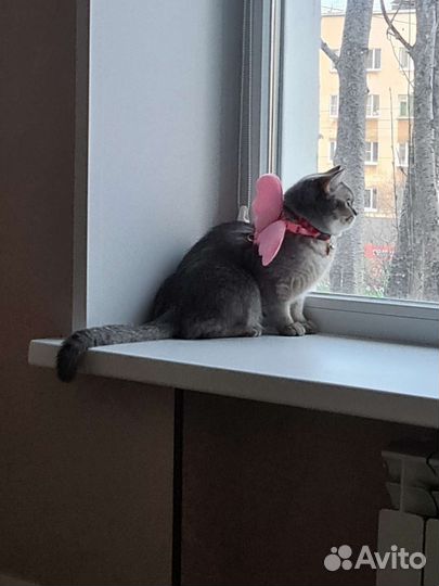 Шотландская кошка