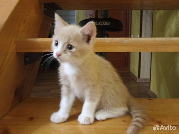 Рыжий котенок мальчик