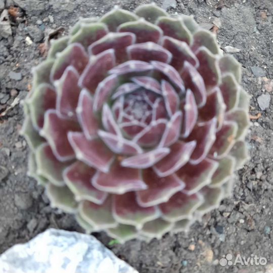 Молодило каменная роза набор