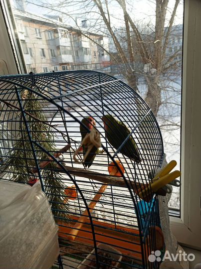 Попугаи неразлучники