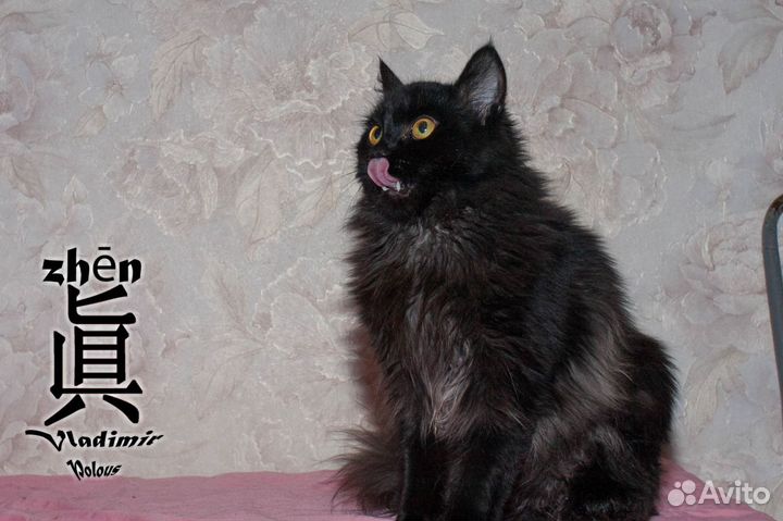 Кот подросток