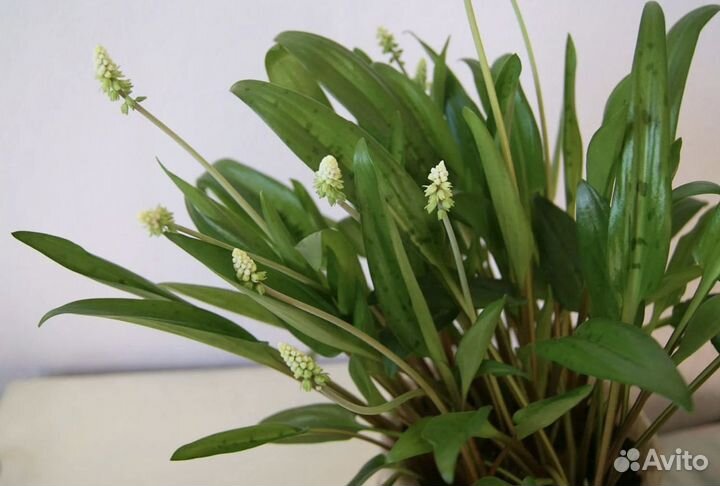 Дримиопсис