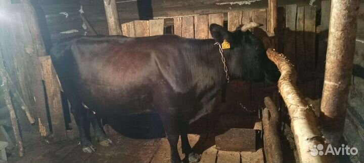Продам корову