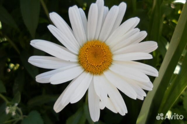 Многолетники. Лекарственные растения