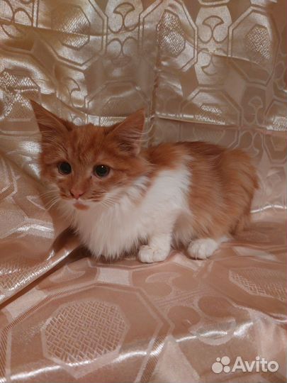 Котенок в добрые руки