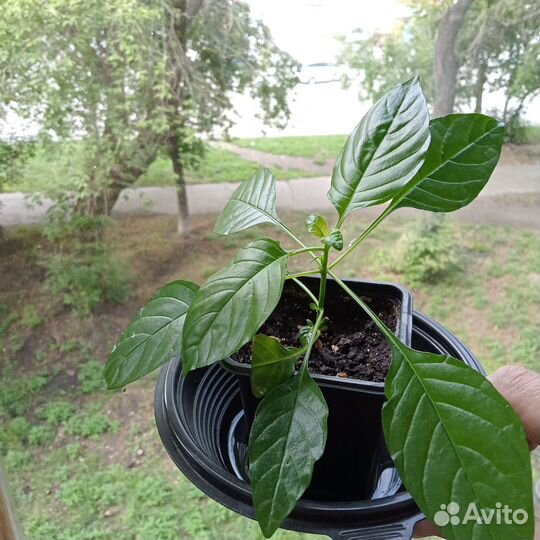 Крассандра