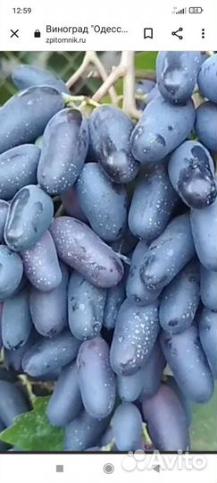 Черенки и саженцы винограда