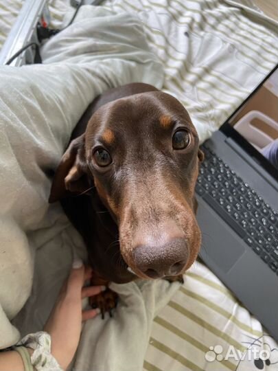 Кроличья такса вязка