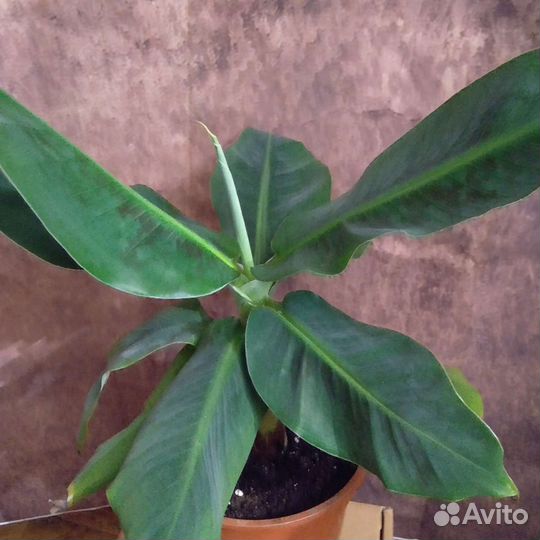 Банан комнатный