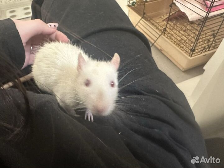 Передержка для грызунов