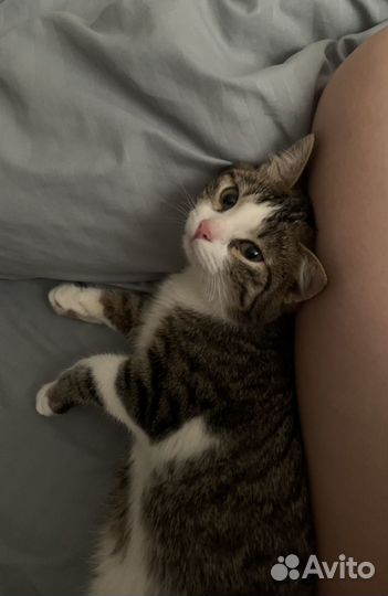 Котёнок мальчик.Отдам в добрые руки