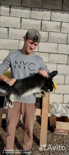 Кролики великаны