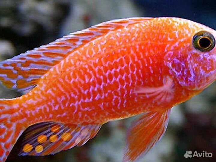 Разводчик малави