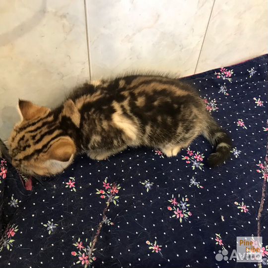 Шотландский мраморный котёнок мальчишка