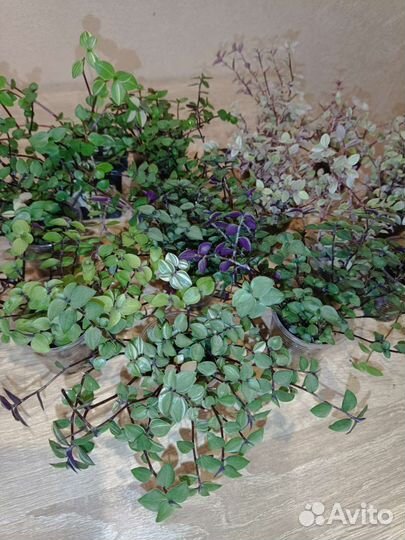 Каллизия 4 сорта