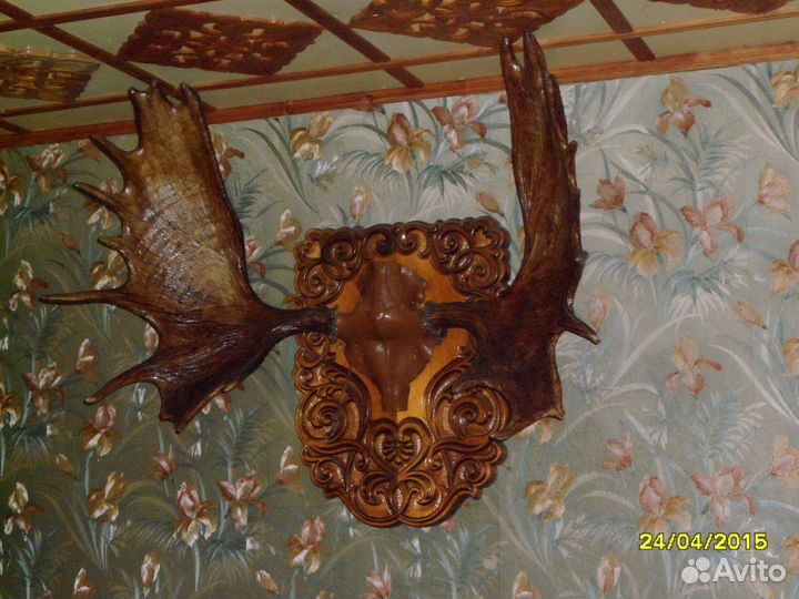 Продам трофейные рога