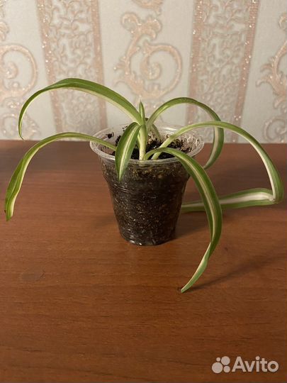 Хлорофитум кудрявый