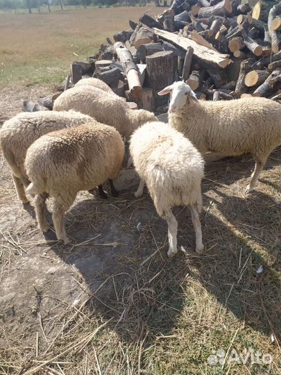 Молодые ярки